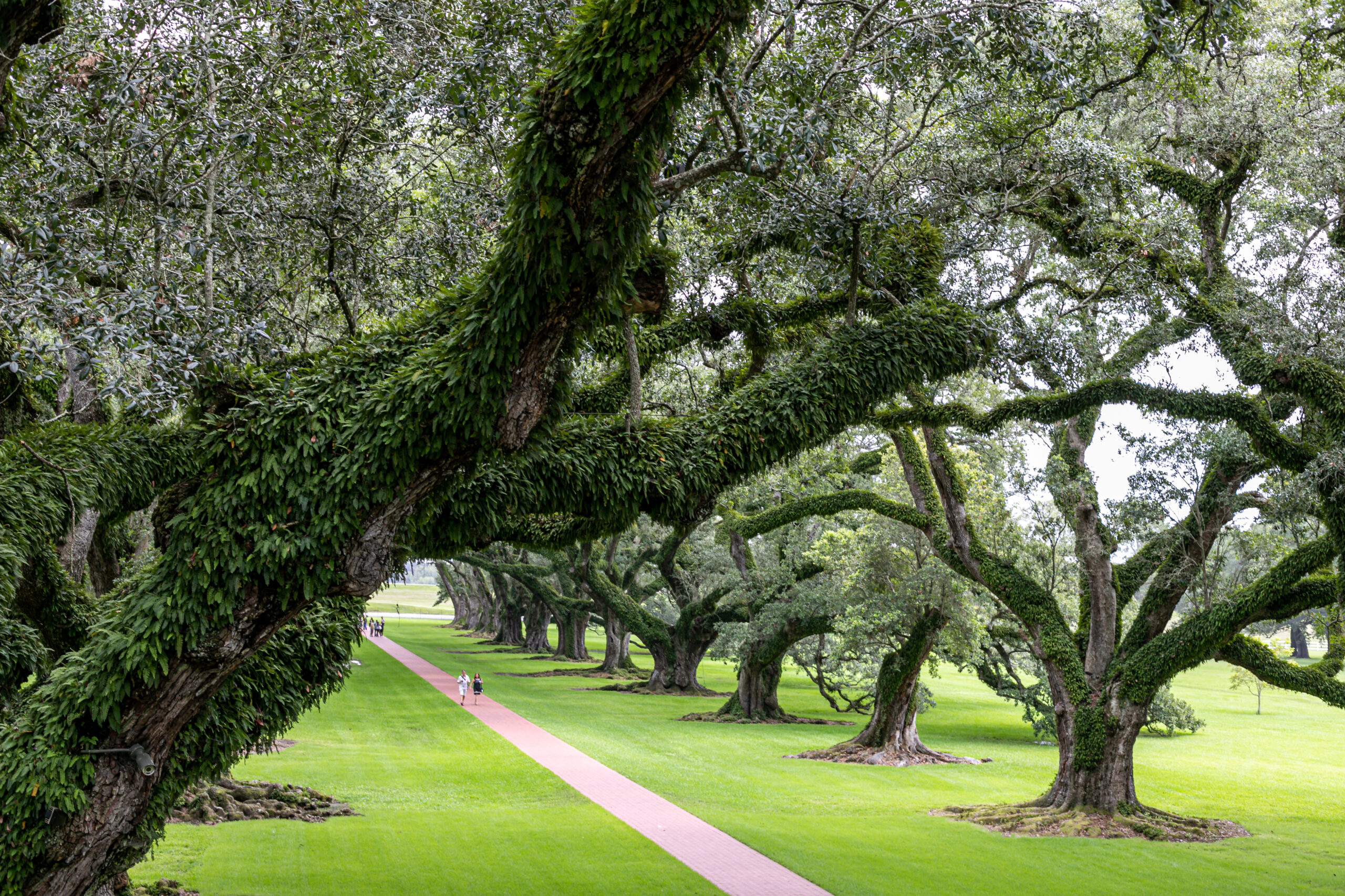 Oak Alley Plantation, Road Trip the USA by Camille Massida Photography